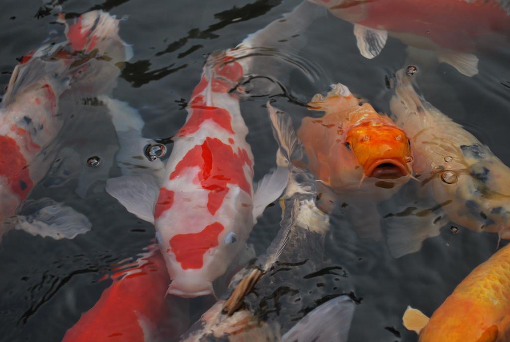 Akizuki Spa Ryokan Seiryuan Asakura  Eksteriør billede